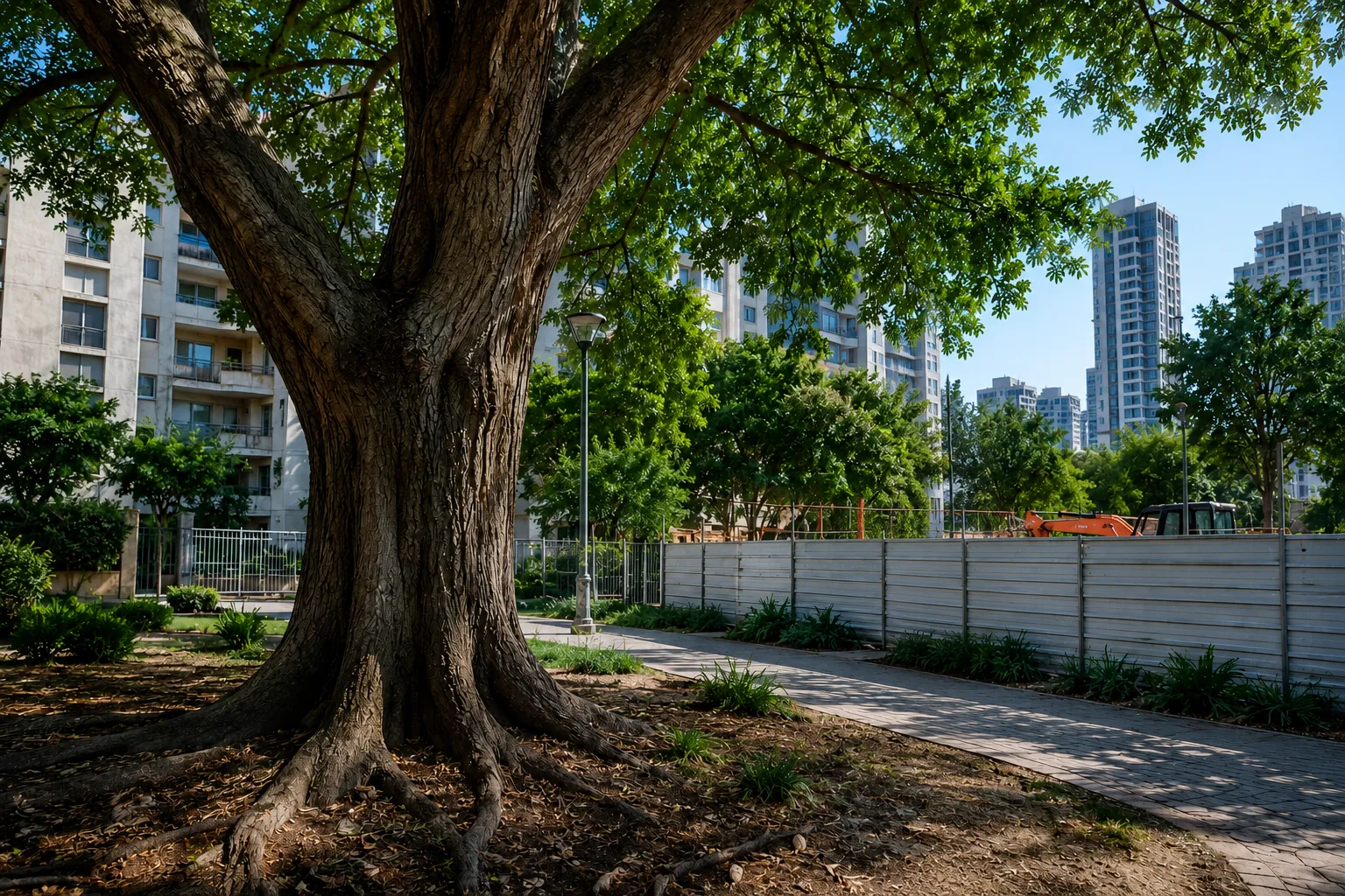 עץ בוגר וגזעו החשוף לצד בנייני מגורים גבוהים ואתר בנייה